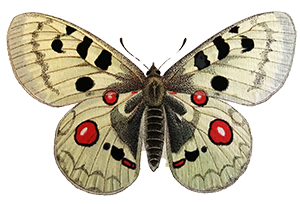 En länk där ett klick på Apollofjärilen skickar dig till min kurshemsida. Där jag presenterar kurser i mönsterdesign och textiltryck på Konstnärenas Kollektivverkstad Stockholm.